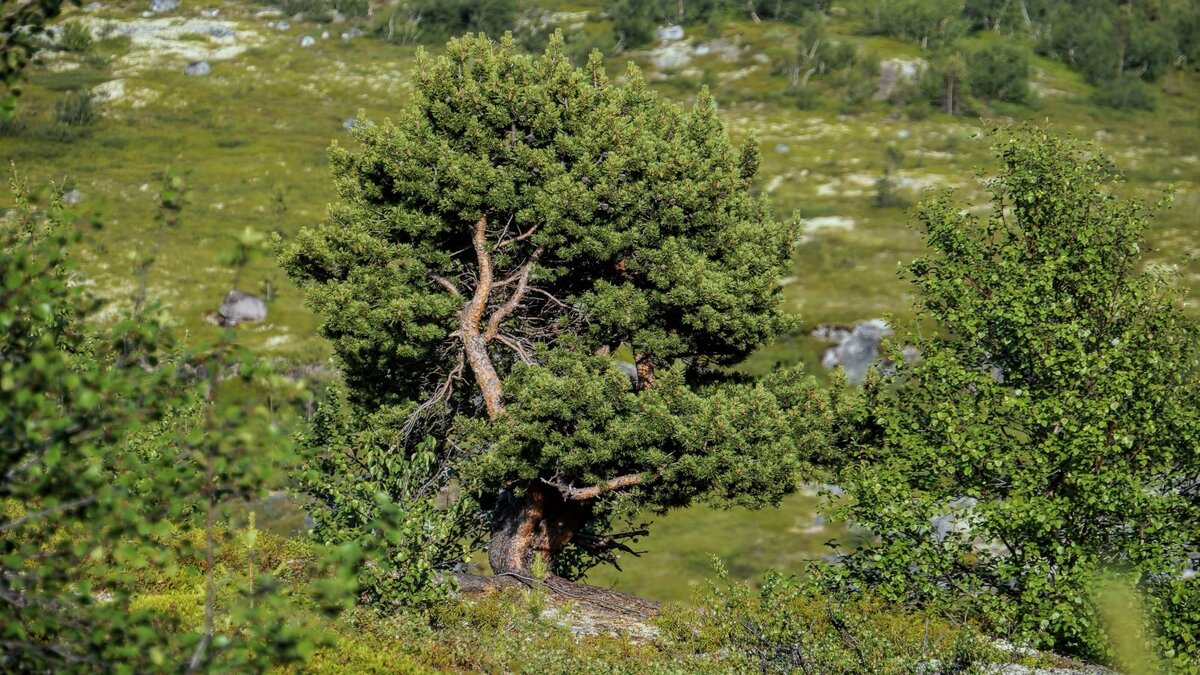 Каверзный вопрос: Чем питались мамонты? | Цитадель адеквата | Дзен