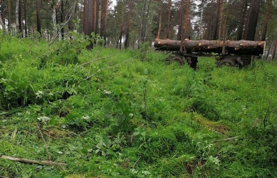    У лесоруба не было разрешения на спил деревьев. Фото: пресс-служба администрации ЗАТО Северск