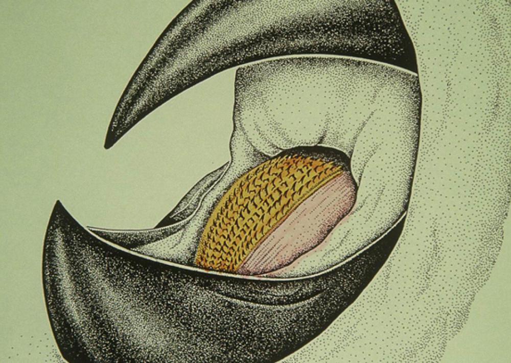 Скажите "ААА!". Рисунок от Sally Parker