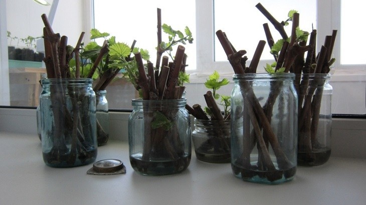 Черенкование винограда