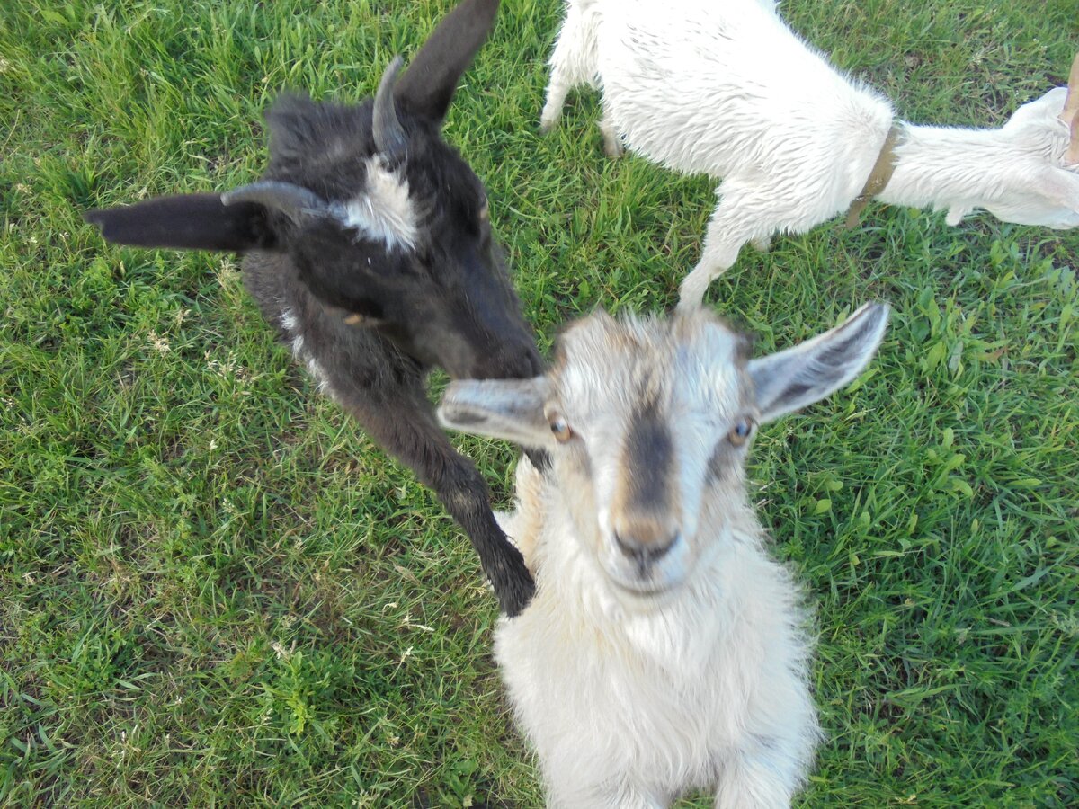 на ручки просится