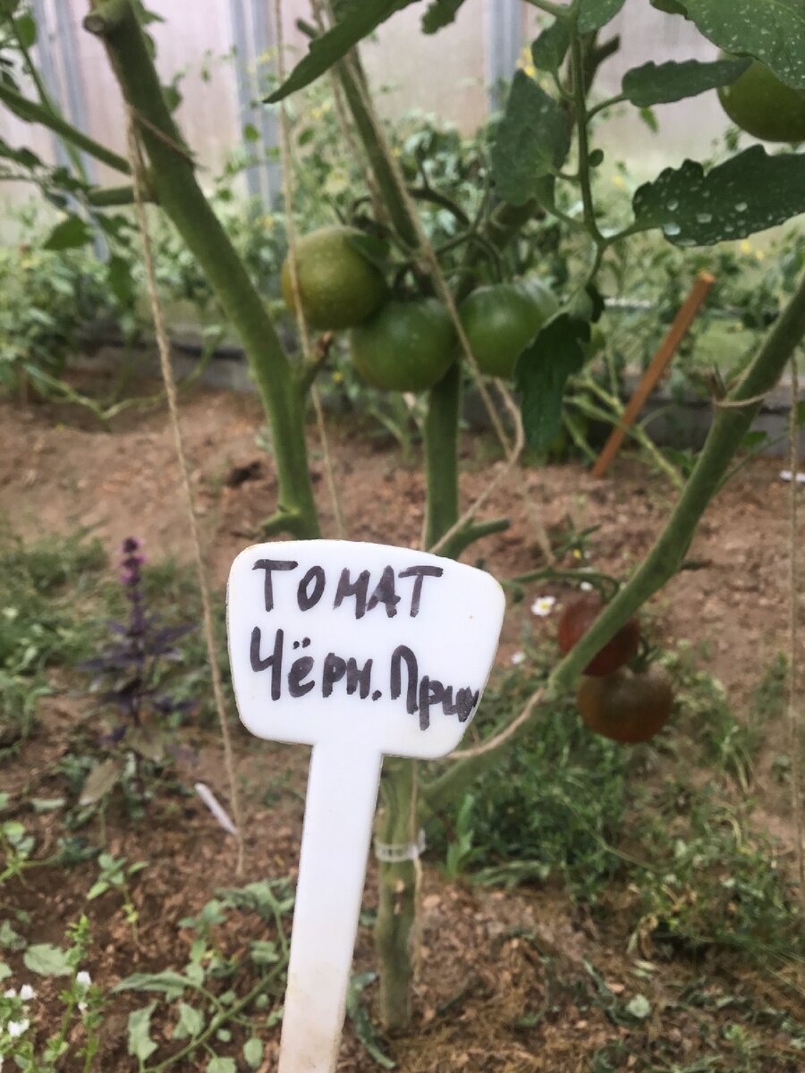 Сорт томата Черный принц. Настолько вкусный помидор, что буду сажать ...
