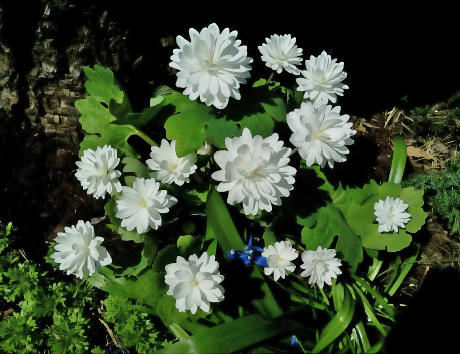 Сангвинария в моем саду в год посадки 