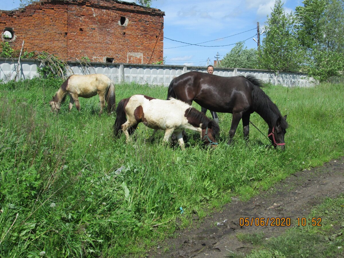 Выпас в руках