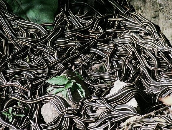 Змеиная свадьба. Фото с сайта www.syl.ru