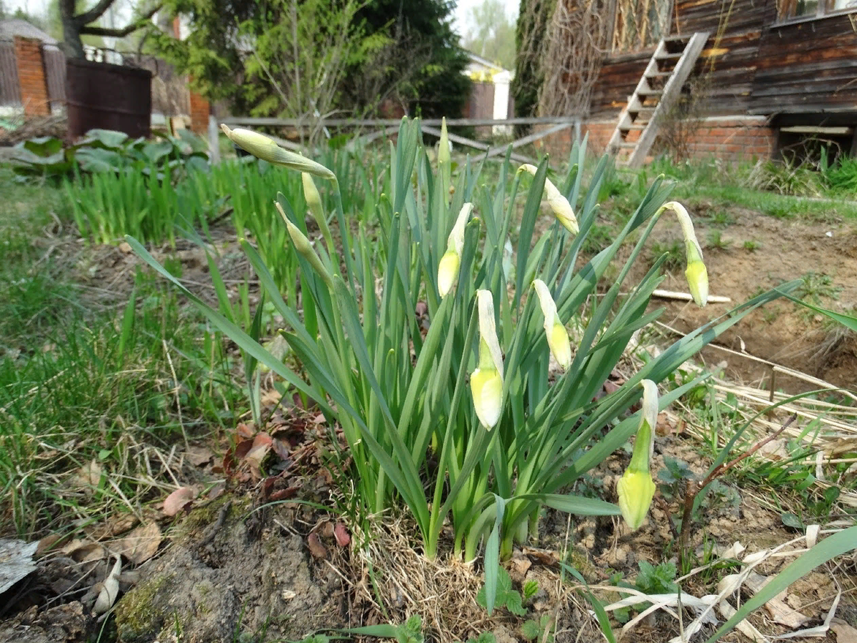 Инжир 27-го апреля 2019-го года. Он тут справа от нарцисса.