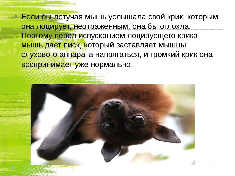 Картинки интересные факты о животных