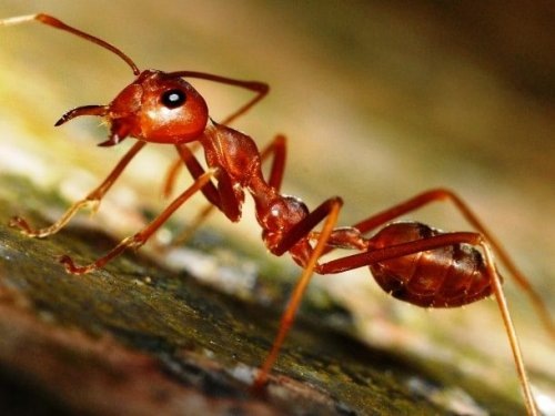 

Фото: William Cho / commons.wikimedia.org
