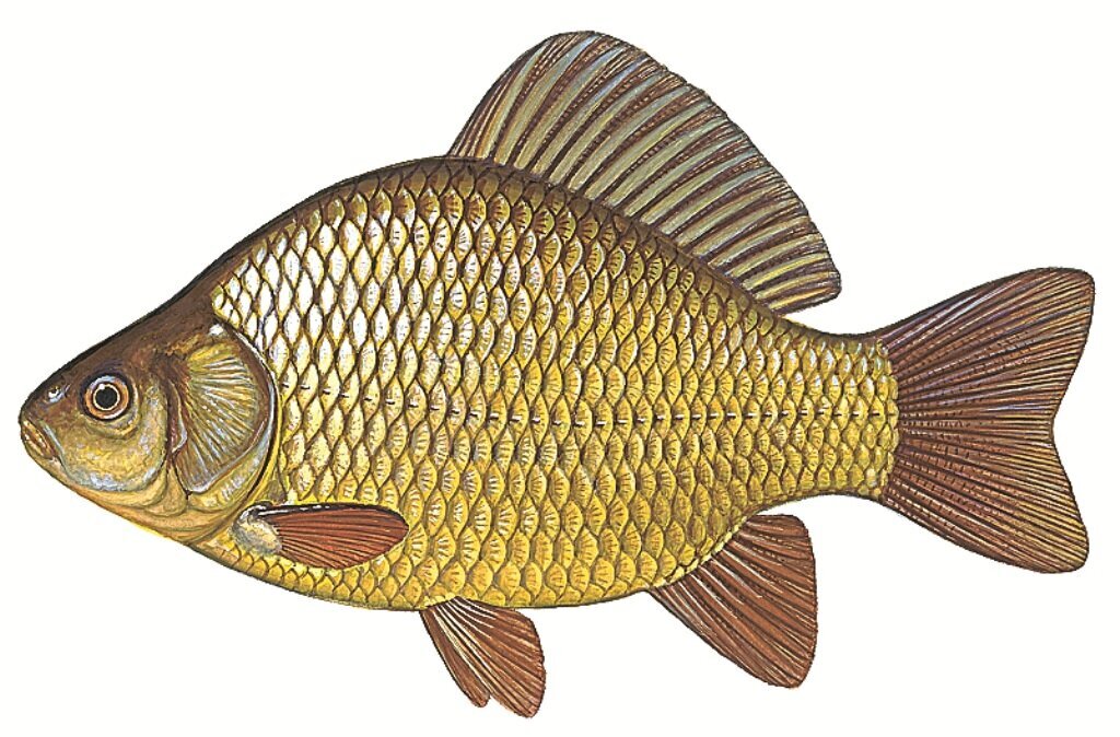 Карась золотой