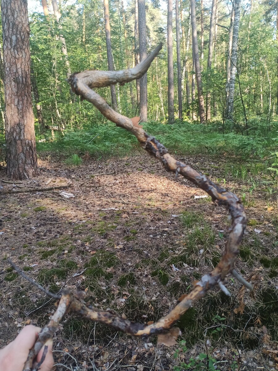 Сосновая ветка