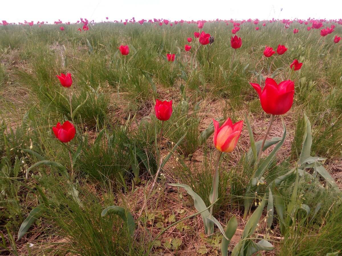 Тюльпаны в степи Ростовской области