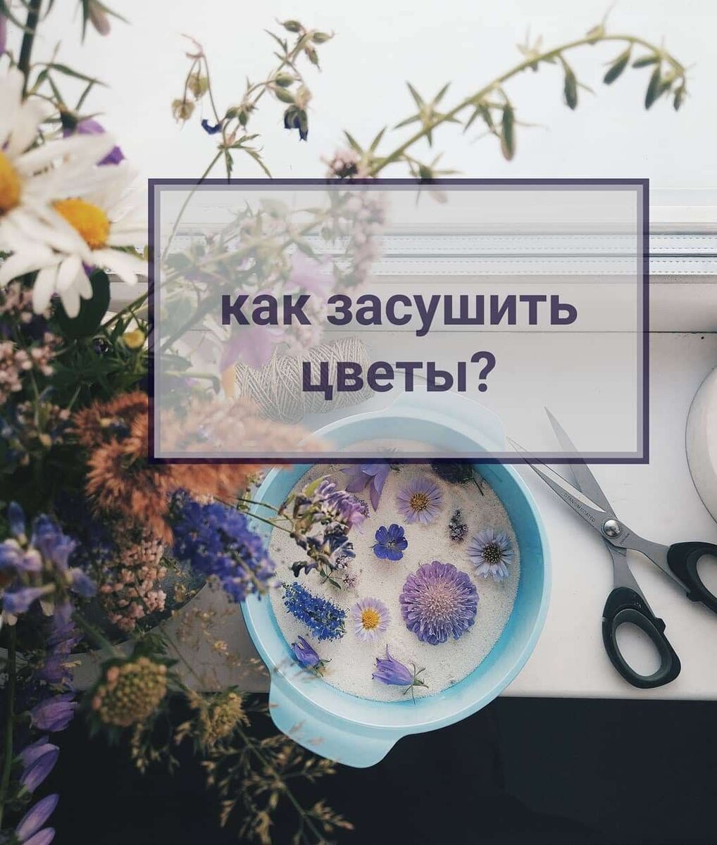 И таак вам подарили букетик цветов или же вы сами набрали полевых цветов и хочется сохранить эту красоту, но как?) Вариантов засушки цветов несколько, но сегодня я напишу, как сушить цветы,что бы они сохранили объем и цвет😉

