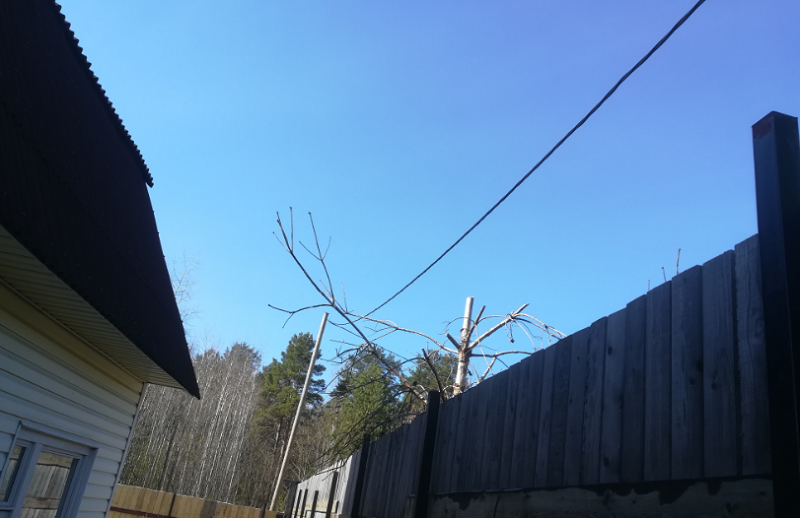 фото: личное, вот эта ветка засохшего дерева была спилена