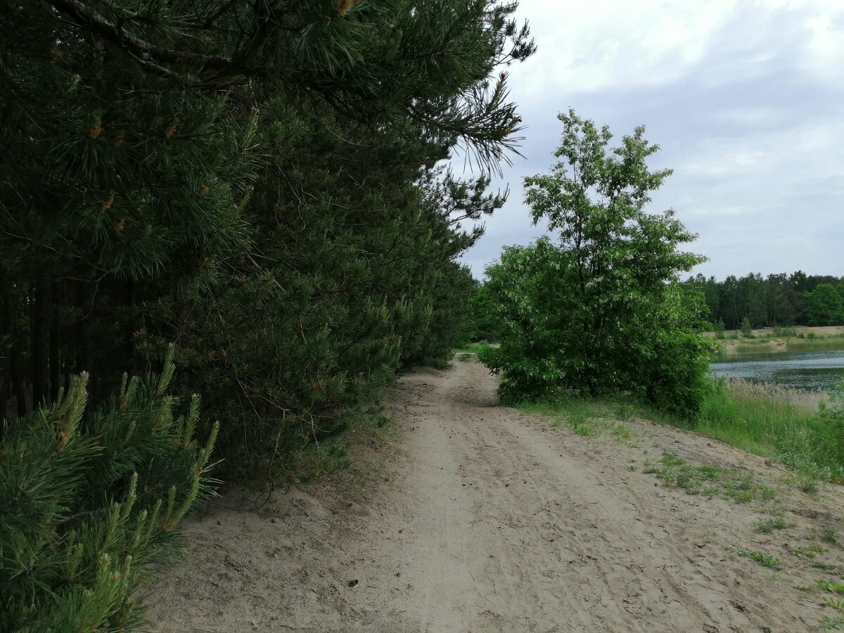 Запах сосны и цветущей акации, это Дзен