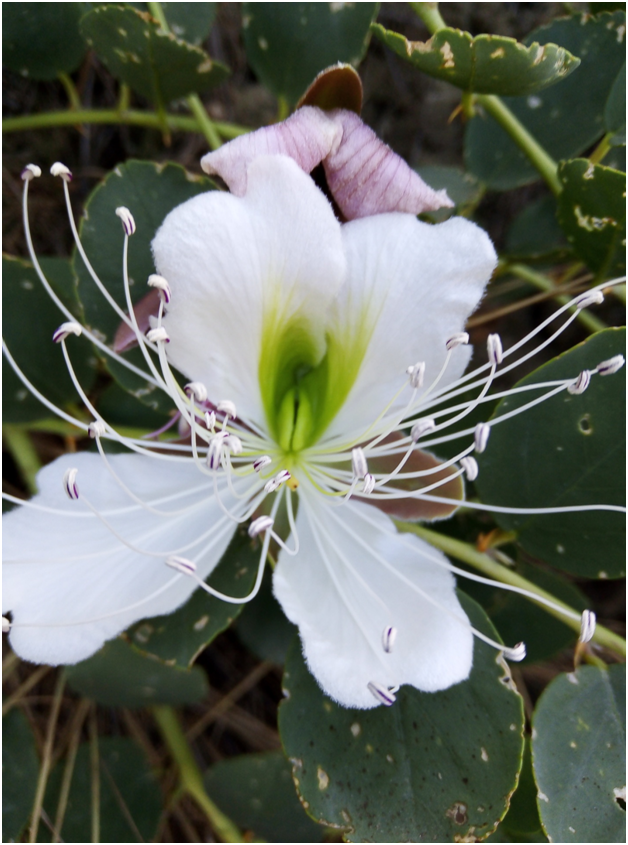 Так цветет каперсник