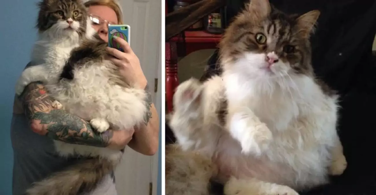 facebook.com/pg/KittyAdventureRescue