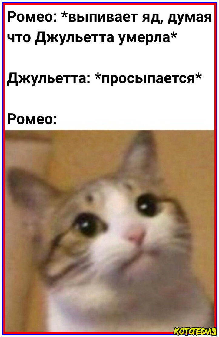 Картинка и мемы про кошек