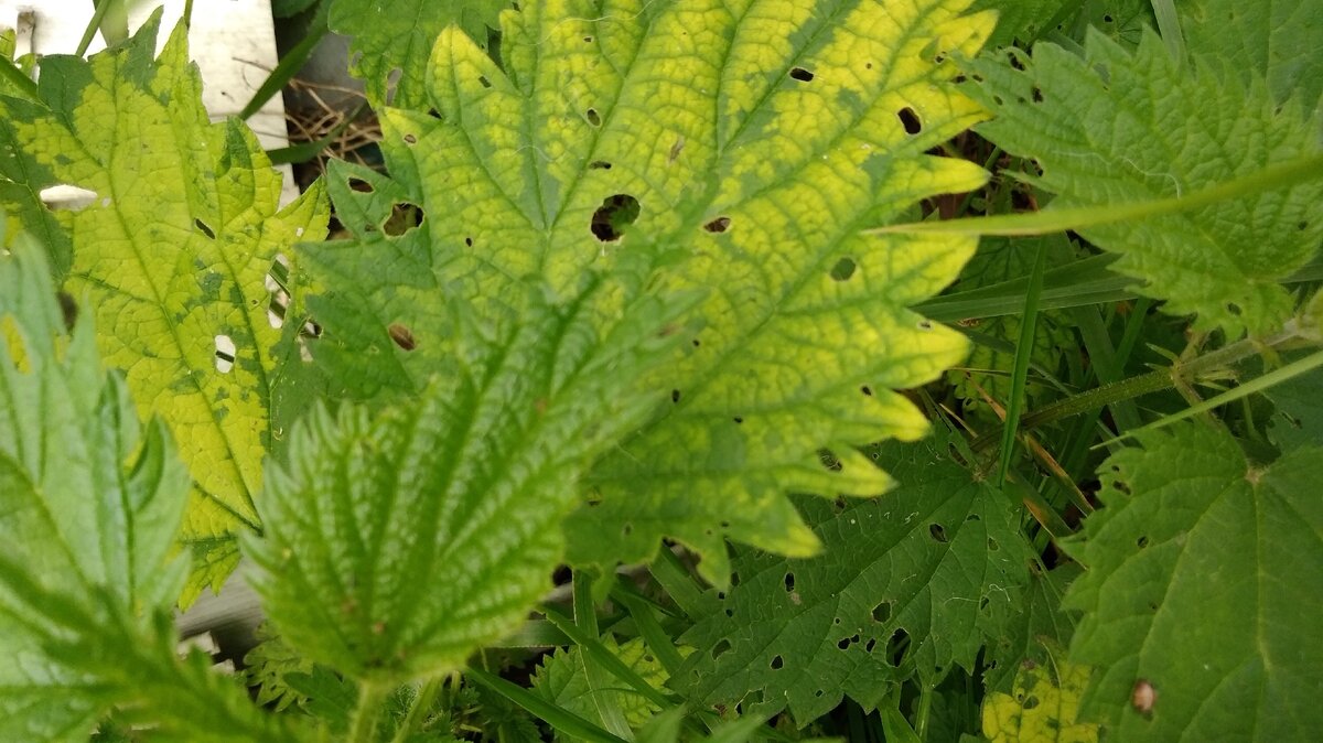 Хлороз на крапиве.