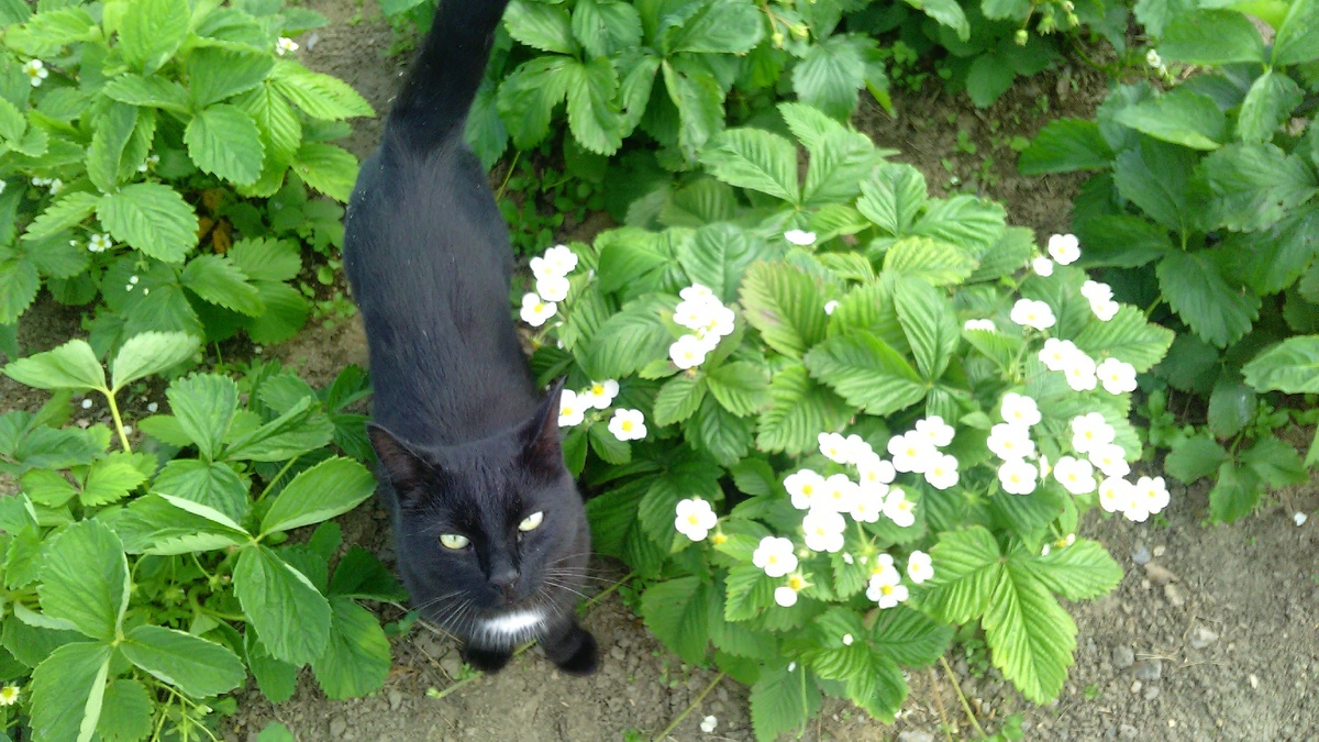 Котофей знает толк в клубнике)