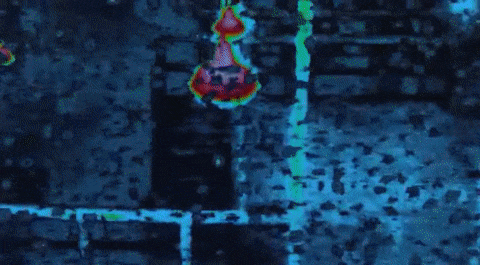 Тепловое и другие режимы зрения хищников Яутжа — так они видят в маске