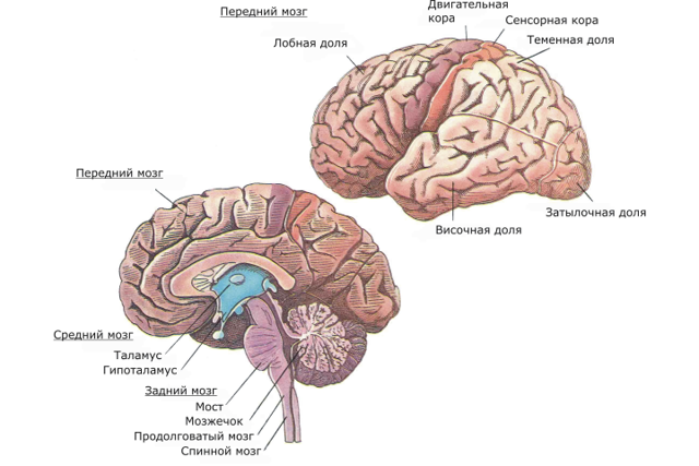 Оставьте заявку на подбор пансионата