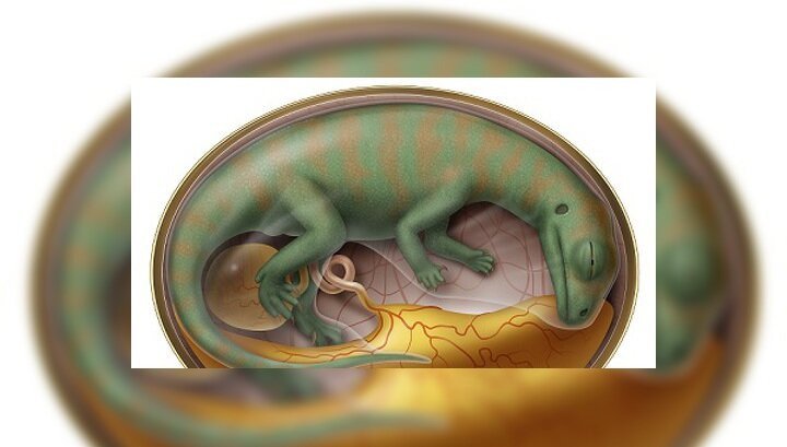 Эмбрион Люфенгозавра