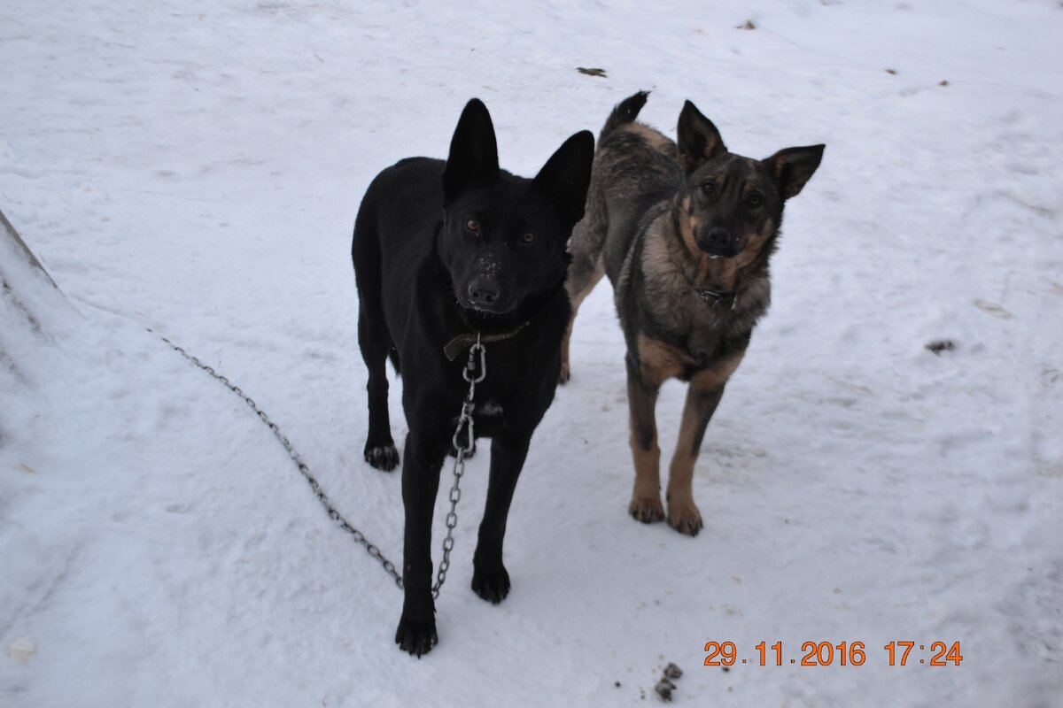 Мелиса и Ивон