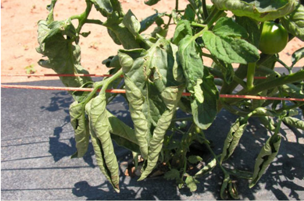 Tomato Leaf Curl from https://ipm.missouri.edu/MEG/2019/7/tomatoLeafCurl/ 
