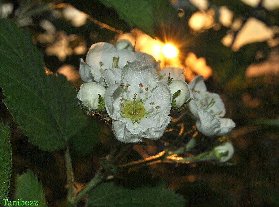 Боярышник мягковатый / Crataegus submollis