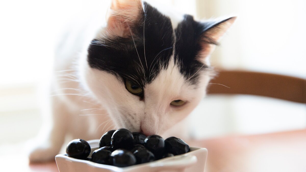 Это мой Жулик