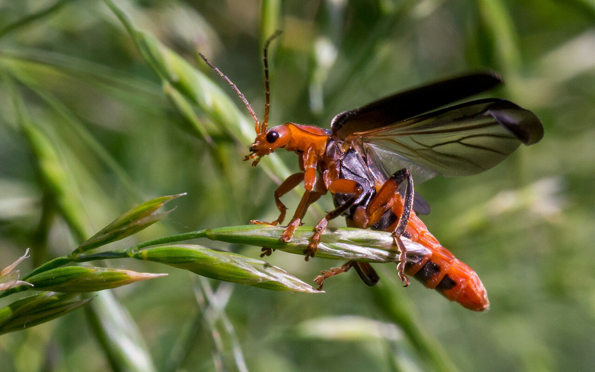 Жук-олень (lucanus cervus). Майский жук (летающая вертушка). Жук-плавунец окаймленный. Большой летающий жук. Жук олень носорог рогач.