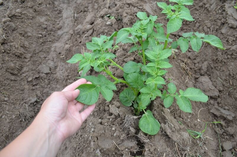 Окученный картофель на огороде.