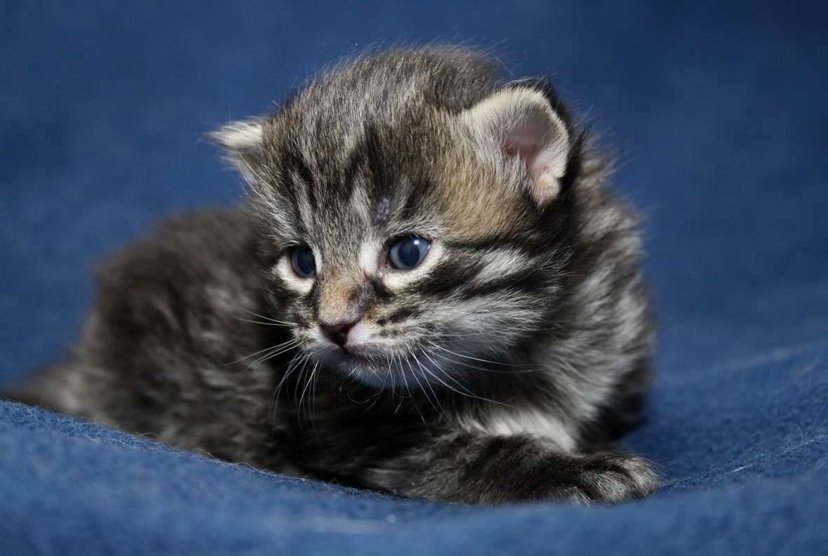 OMG Pretty Cats and Kittens Cute cats, Pretty cats, Cute baby animals