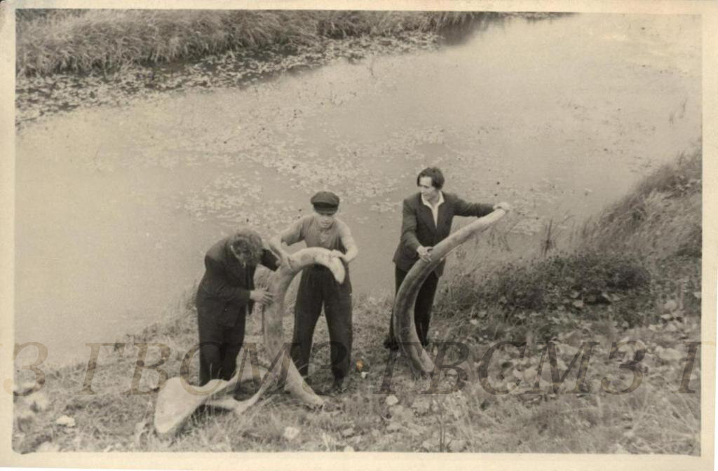 Варганов Алексей Дмитриевич с бивнем мамонта. Лето 1952 г. Экспедиция сотрудников Суздальского музея в с. Янево и с. Кибол за останками мамонта. Из собрания Государственного Владимиро-Суздальского музея-заповедника