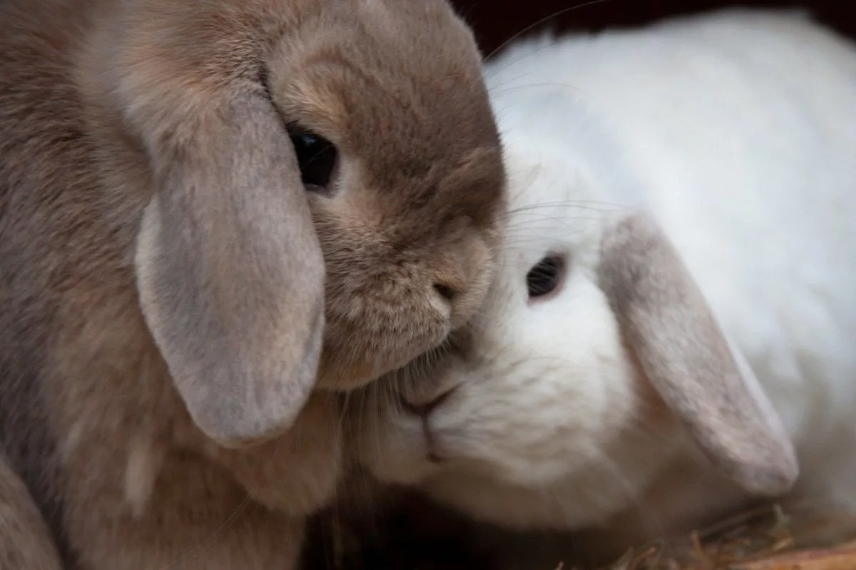 Bunny 2. Кролик. Милый кролик. Кролики любовь. Влюбленные кролики.