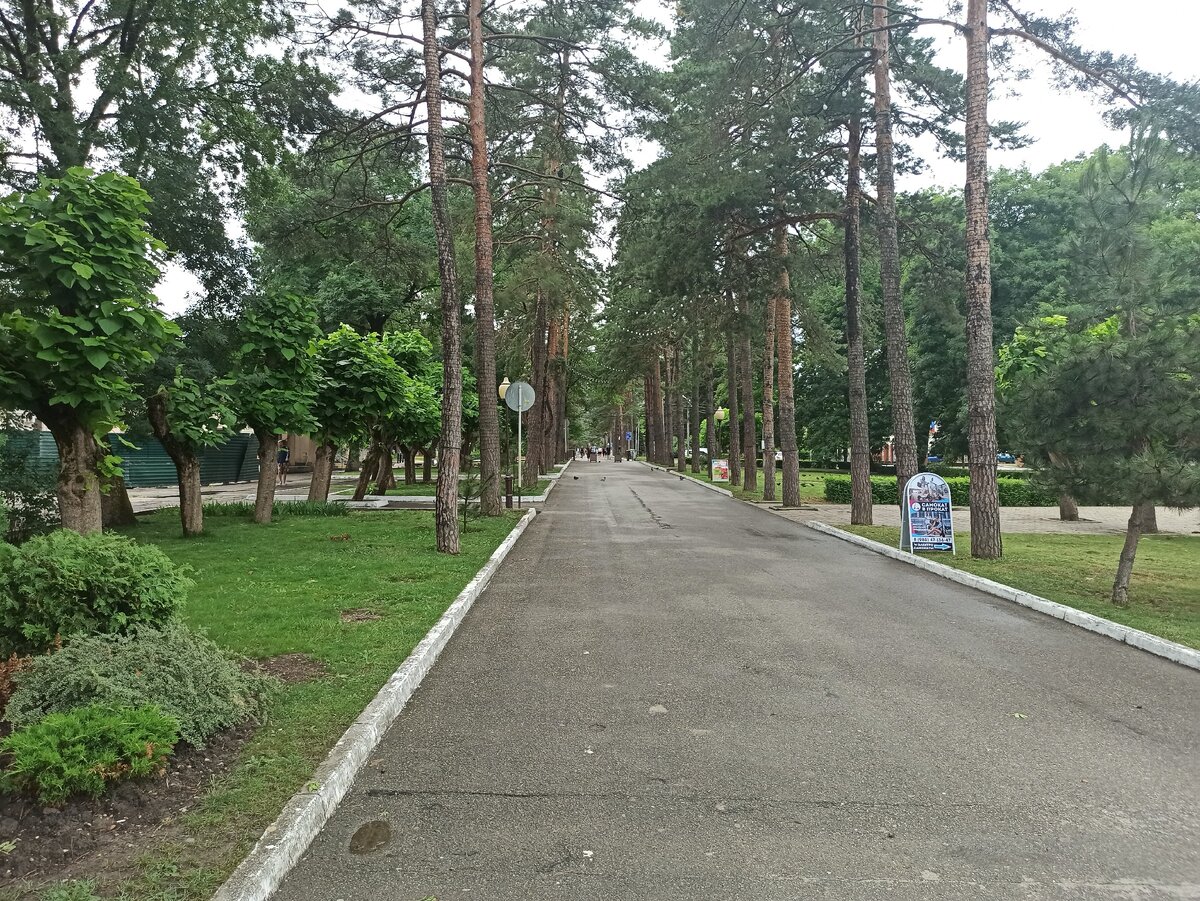 Аллея Тысячи сосен