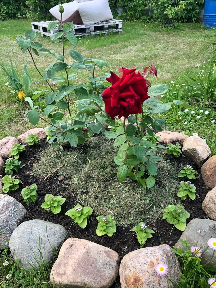 Скошенная (подсушенная) трава