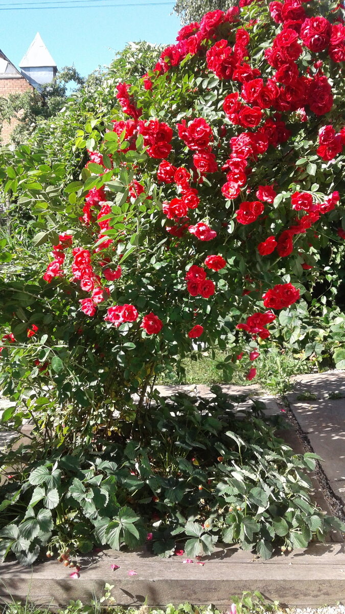 Они очень дружат