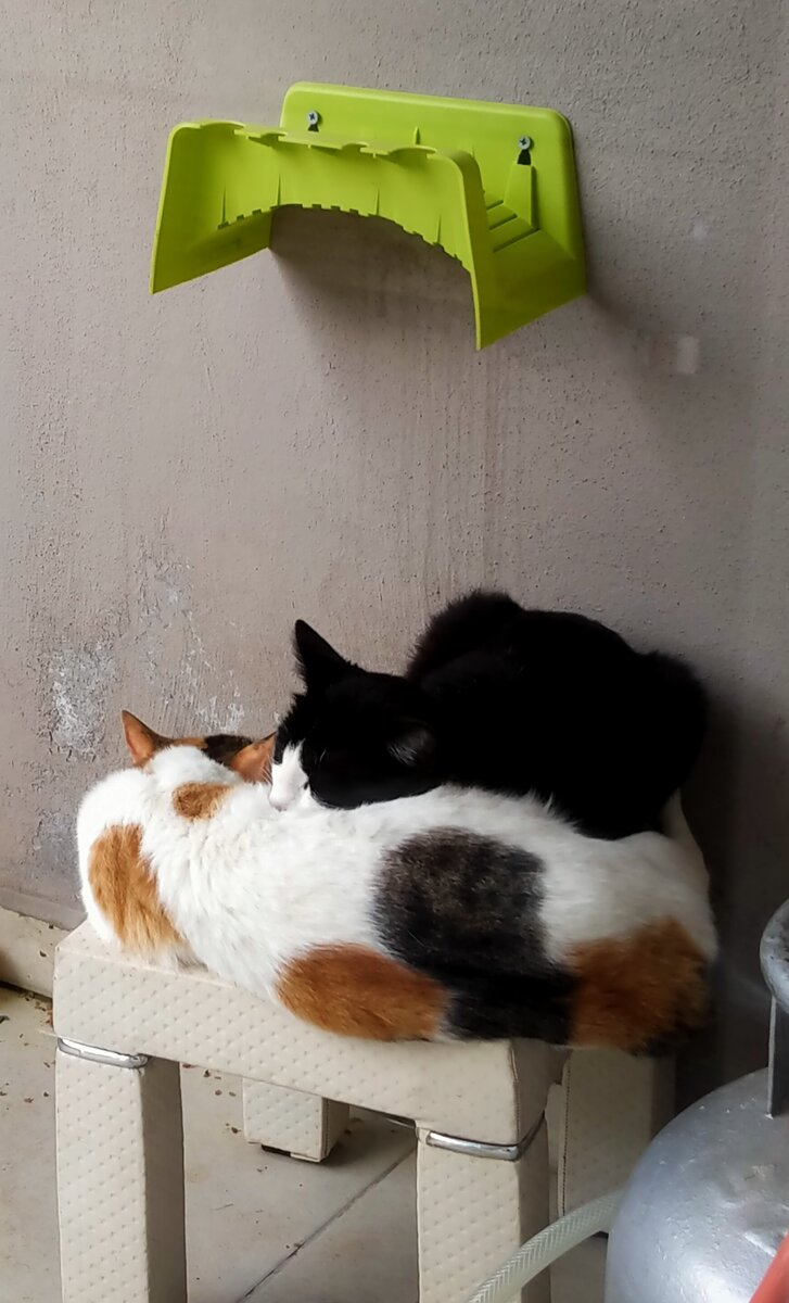 Вот такая турецкая любовь у мартовских котов)))