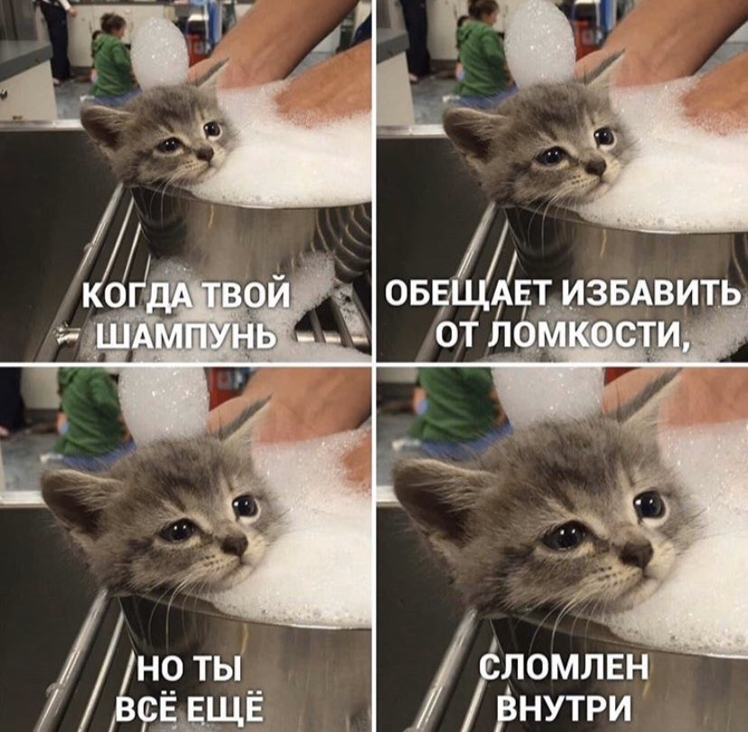 Включи лучшие мемы 2025 с котиками 10+ смешных мемов с котиками, над которыми невозможно не смеяться