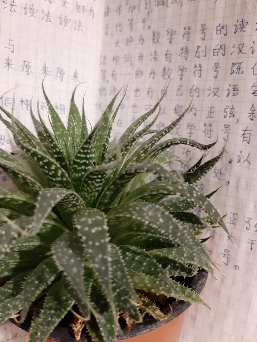 Если учиться, то только с компанией 😅