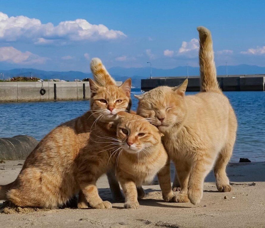 на фото "Летние коты"