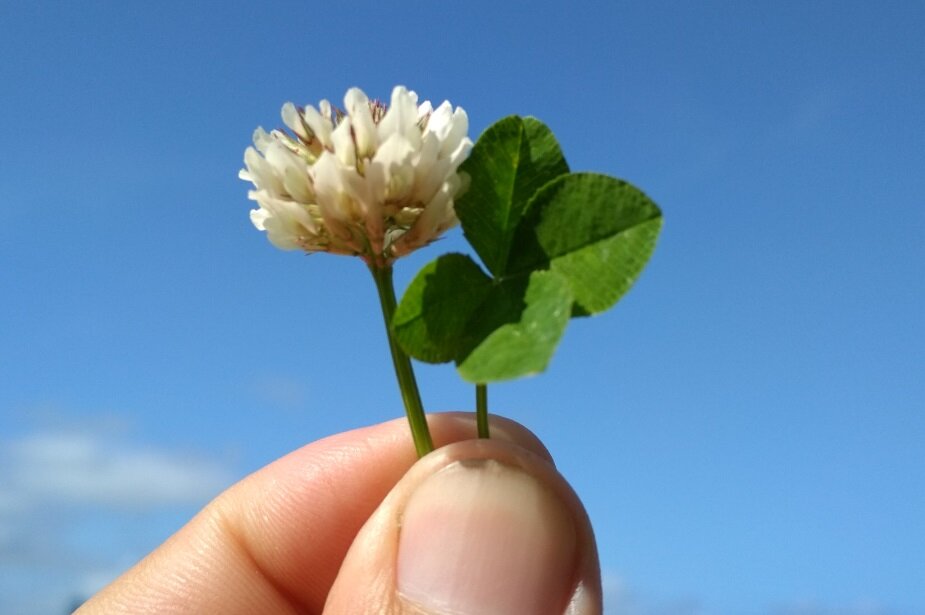 Четырехлистный клевер. Авторская фотография