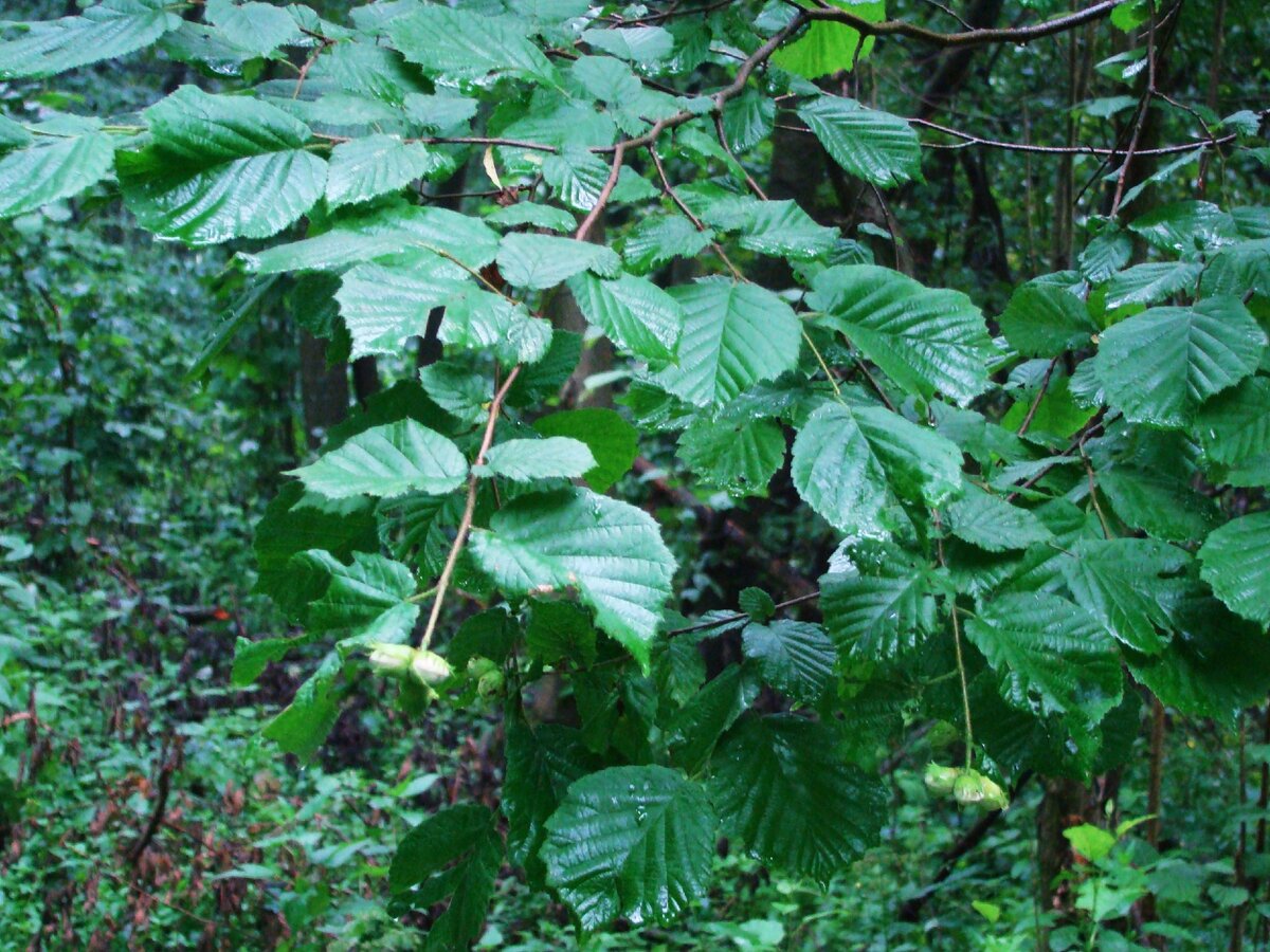 Лещина обыкновенная.