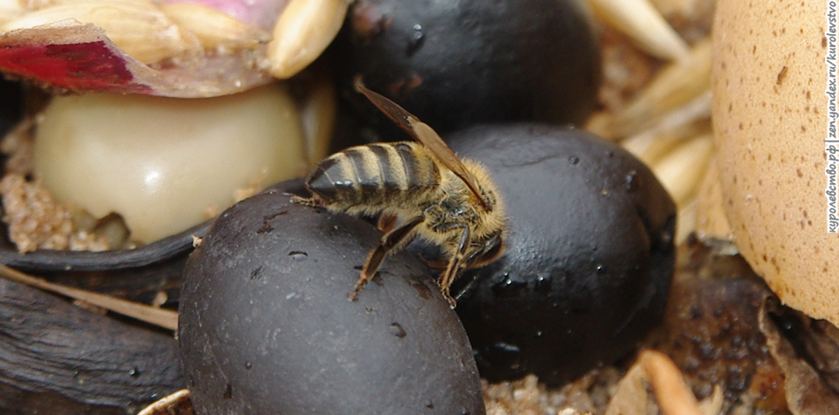 Пчела пробует маслины на вкус