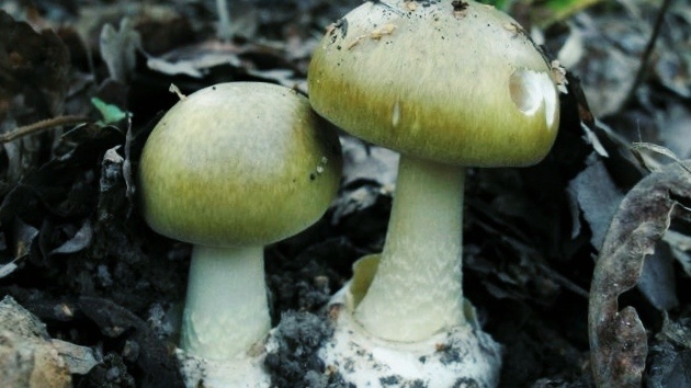 Бледная поганка.