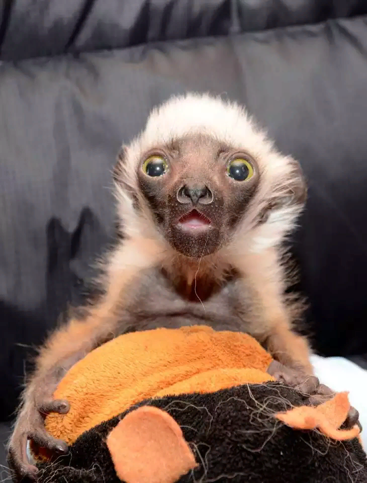 фото взято из Яндекс коллекции