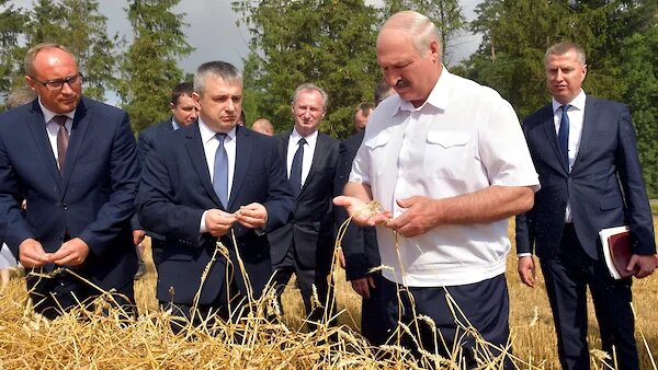 Александр Григорьевич перепоручил встречи с избирателями доверенным лицам, а сам появляется в привычных форматах: на встречах с военными (уже трижды), на полях с аграриями (как на этом фото), на ответственных государственных мероприятиях. Фото: BelTA Pool Photo via AP
