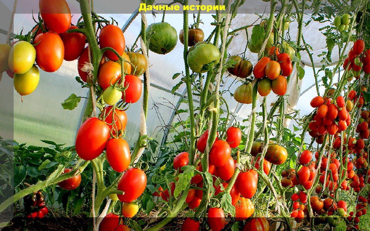https://vk.com/photo-159774511_457244070