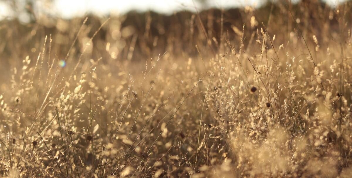 Фото: pixabay.com